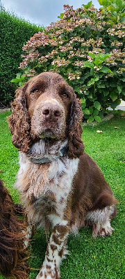 Étalon English Springer Spaniel - Orka de la Plaine Nuceria