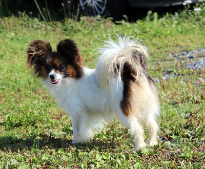 Étalon Epagneul nain Continental (Papillon) - Tartine Du Domaine De La Canurie