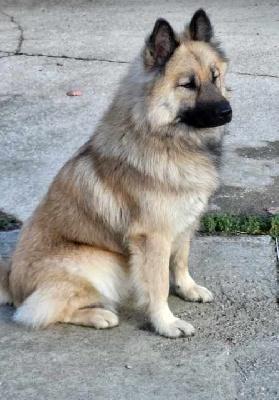 Étalon Eurasier - Raybane jouba des Legendes de Retz