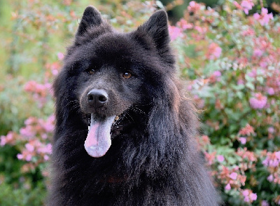 Étalon Eurasier - Ploublue des Legendes de Retz