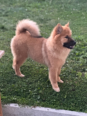 Étalon Eurasier - Vaiana pixiggy des Legendes de Retz