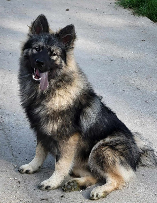 Étalon Eurasier - Ubi-wan kenobi Du Domaine De Grande Esperance