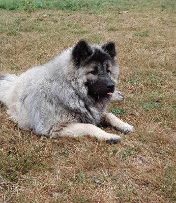 Étalon Eurasier - Perceval des crinèrs de feu