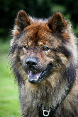 Étalon Eurasier - Tonka Du Monde De Gaomi