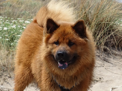 Étalon Eurasier - Replay de la vallée de rose aups