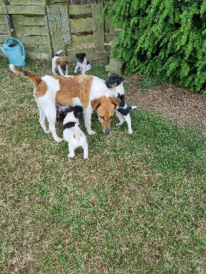 Étalon Fox Terrier Poil lisse - Du Boilet Laidy