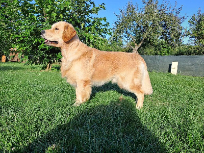 Étalon Golden Retriever - Time to go cooper Du Val Chantellois