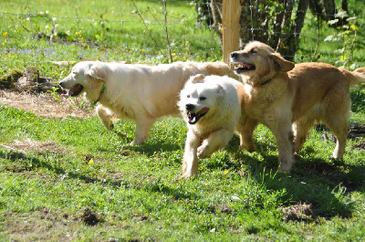 Étalon Golden Retriever - Truffe Du Souvenir De Tootsie