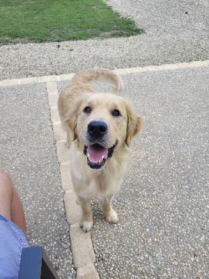 Étalon Golden Retriever - Shelby du Domaine des Bois de Brie