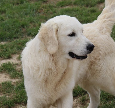 Étalon Golden Retriever - living links Pog