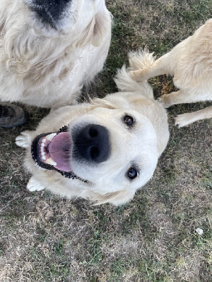 Étalon Golden Retriever - Suzuk de la vallée des ki-saout