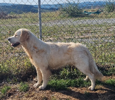 Étalon Golden Retriever - Upsa De La Colline D'Eole