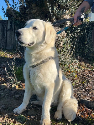 Étalon Golden Retriever - U'puck De La Villa Des Truffes D'or