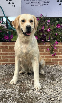 Étalon Golden Retriever - Tulipe de la Vallée de Saint Samson