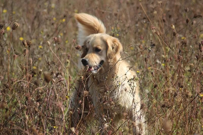 Étalon Golden Retriever - Havane De Chemin Faisant