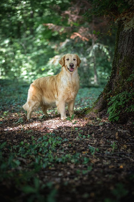 Étalon Golden Retriever - Nikita des jardins d epona