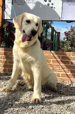 Étalon Golden Retriever - Tic-tac de la Vallée de Saint Samson