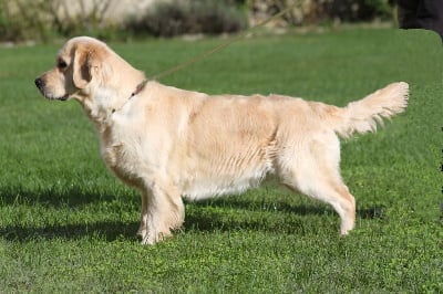 Étalon Golden Retriever - So beautiful love of Glen Sheallag