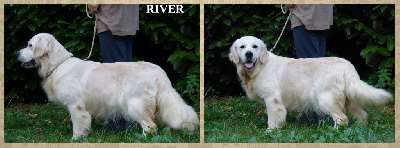 Étalon Golden Retriever - River joy des Rives de la Bidouze