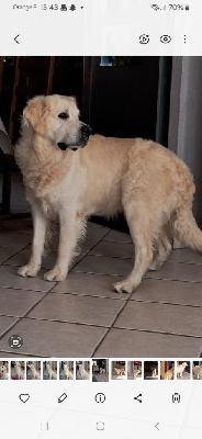 Étalon Golden Retriever - Pumba D'Ymauville