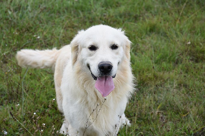 Étalon Golden Retriever - Snowball Du domaine des clayeux