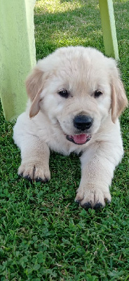 Étalon Golden Retriever - CH. Vulckhann Des Ti'jumps