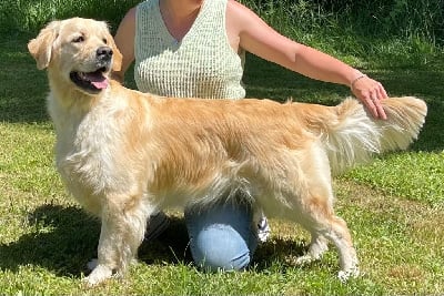 Étalon Golden Retriever - Royal gala Of tutti frutti island