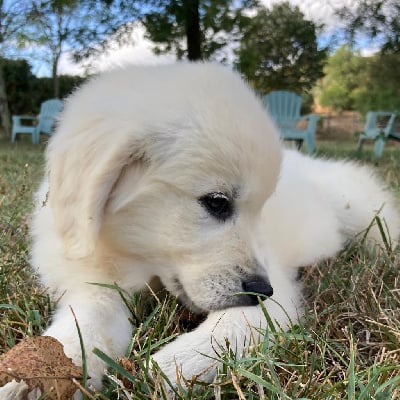 Étalon Golden Retriever - Viks Des Puppys Goldens Love