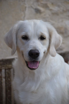 Étalon Golden Retriever - Du Petit Clos De Julia Goldlab o lady godiva