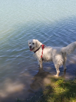 Étalon Golden Retriever - Orphée of Sim