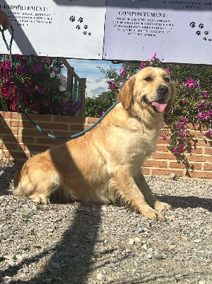 Étalon Golden Retriever - Seven up de la Vallée de Saint Samson