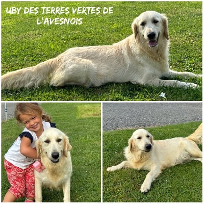 Étalon Golden Retriever - Uby Des Terres De L'Avesnois