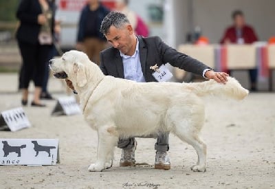 Étalon Golden Retriever - arilis line Open heart