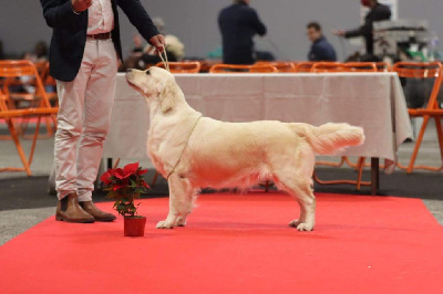 Étalon Golden Retriever - Great expectation laster gold