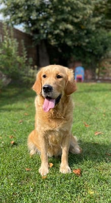 Étalon Golden Retriever - Tumba de la Gabrière