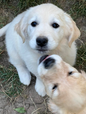 Étalon Golden Retriever - Very lovely rebelle Des Fees Du Dolmen