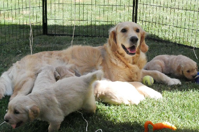 Étalon Golden Retriever - Reine kiara Masters of Water