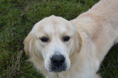 Étalon Golden Retriever - Tombeur de ces dames Des Jardins De Conros