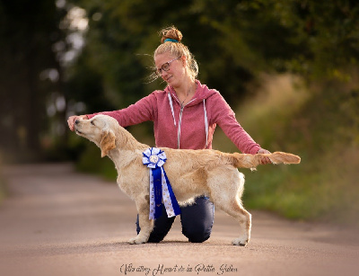 Étalon Golden Retriever - Vibrating heart De La Petite Sulka