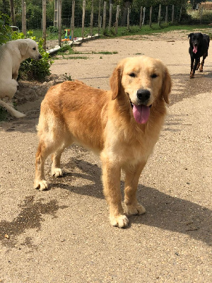 Étalon Golden Retriever - Unique brownie Des Puppys Goldens Love