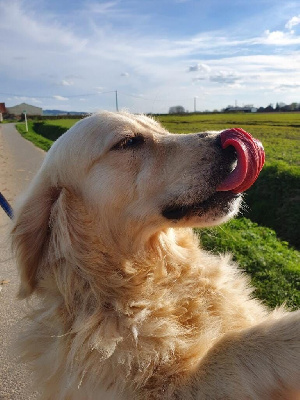 Étalon Golden Retriever - Trésor De La Source Du Riet Veld