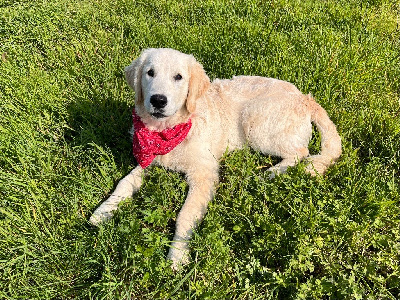 Étalon Golden Retriever - Vyctorio*valentino blue De La Vallée Du Petit Pré