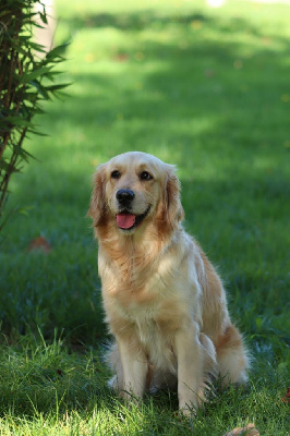 Étalon Golden Retriever - Sully (Sans Affixe)