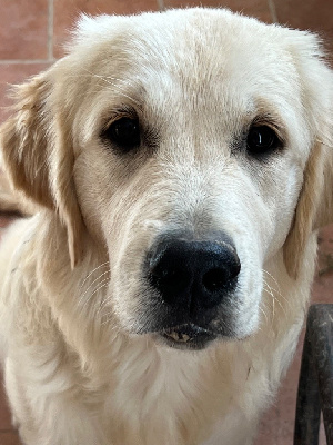 Étalon Golden Retriever - Very sweet dream Des Fees Du Dolmen