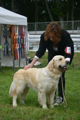 Étalon Golden Retriever - Shade Orphée Et Compagnie