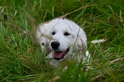 Étalon Golden Retriever - V*wanou de la Vallée de Saint Samson