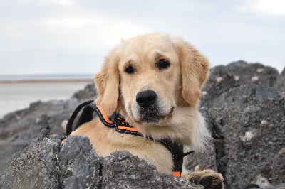 Étalon Golden Retriever - Siréna lou blue Des Jardins De Vesco