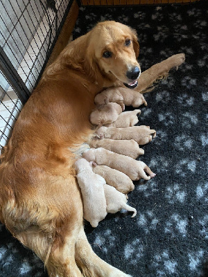 Étalon Golden Retriever - Terra Des Monts d'Asgard