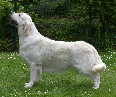 Étalon Golden Retriever - Samarienne du jardin de poë