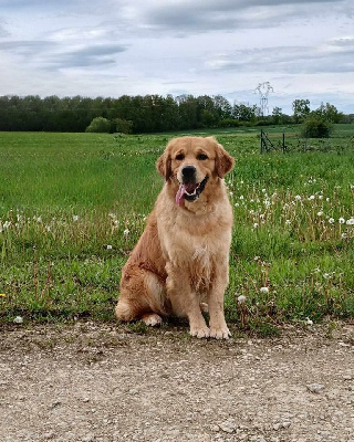 Étalon Golden Retriever - Ulys Du Brionnais Doré